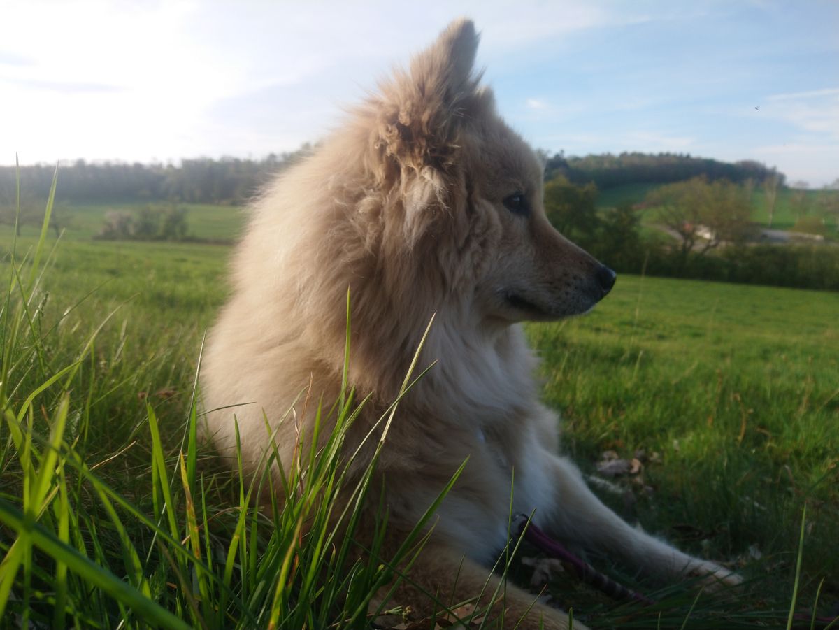 Eurasier von der Geißebach Trächtigkeitstagebuch