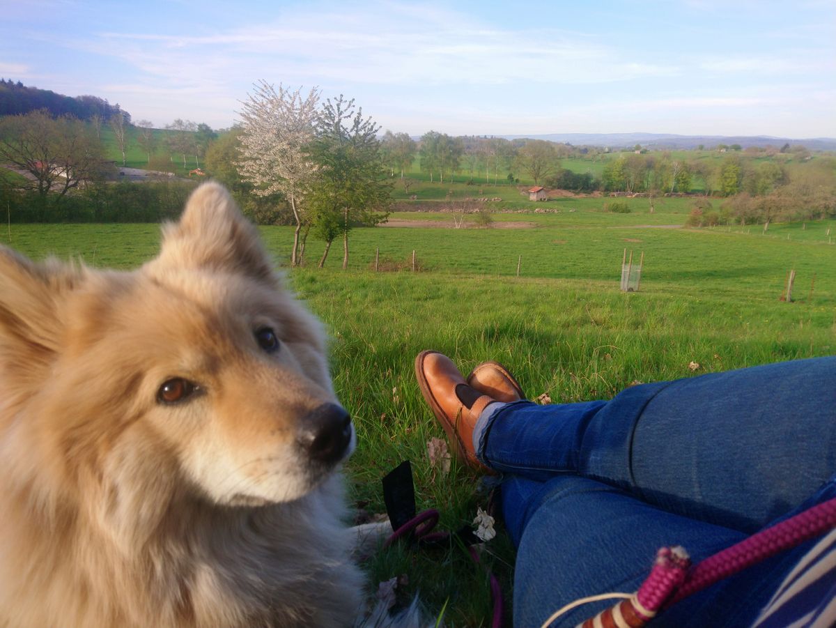 Eurasier von der Geißebach Trächtigkeitstagebuch